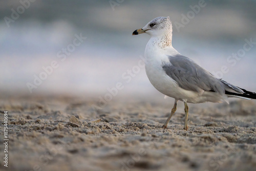 Schilderij op canvas telephoto shot of a seagull on the beach