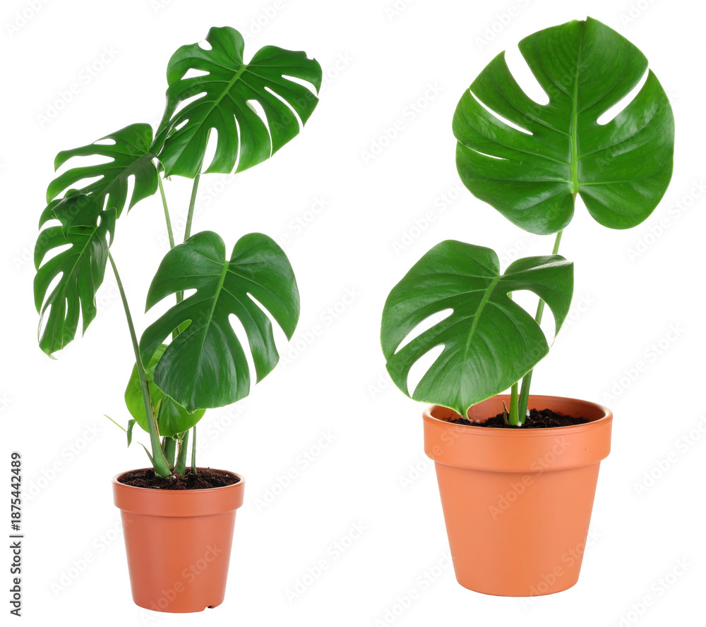 Fototapeta premium Two Potted Monstera Plants with Lush Green Leaves on Transparent Background
