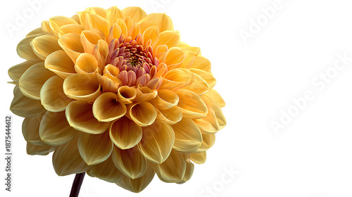 yellow dahlia flower