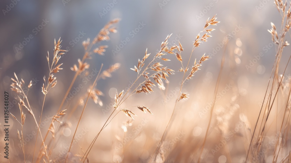 Obraz premium Sunlit Field of Golden Grass: A Serene and Natural Beauty Close-Up Background
