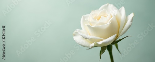 Single perfect white English rose suspended in mid-air , soft, light