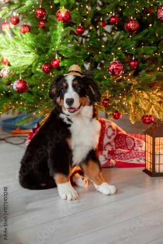 a funny fluffy Zennenhund puppy near a Christmas tree