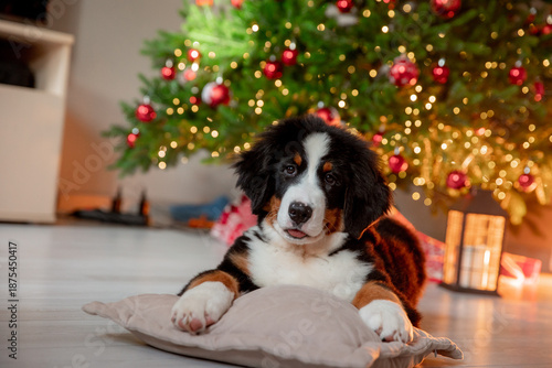 a funny fluffy Zennenhund puppy near a Christmas tree