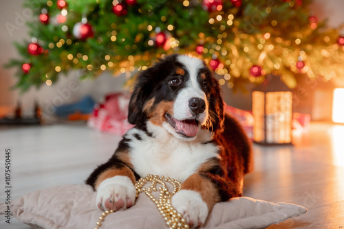 a funny fluffy Zennenhund puppy near a Christmas tree