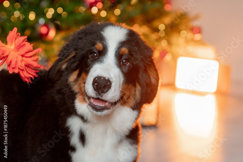 a funny fluffy Zennenhund puppy near a Christmas tree