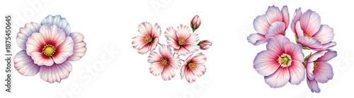 Wallpaper Mural A beautiful floral arrangement of pink flowers on transparent background Torontodigital.ca