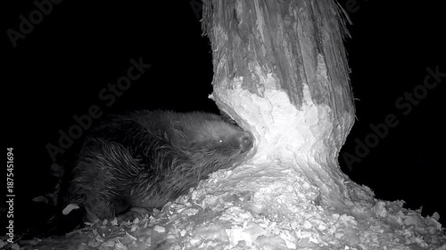 Biber, Castor fiber, nagt mit seinen Zähnen sanduhrförmig Holzspäne von Baumstamm, , Nachtaufnahme, Nahaufnahme, Baumfällung