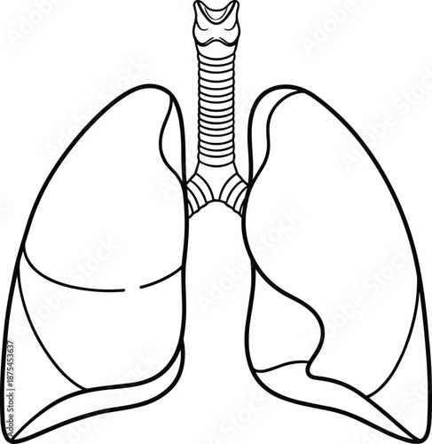 Human lungs and trachea anatomical illustration, respiratory system diagram for medical education