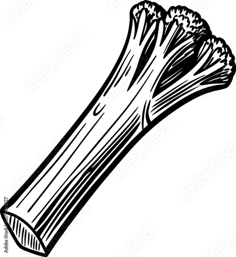 Celery stalk illustration fresh vegetable, healthy food ingredient, organic nutrition and diet concept