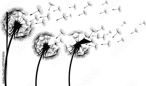 Black Dandelion Silhouette Vector with Flying Seeds and Fluff, Minimalist Nature Design for Spring Summer Background, Floral Meadow Botanical Illustration Set