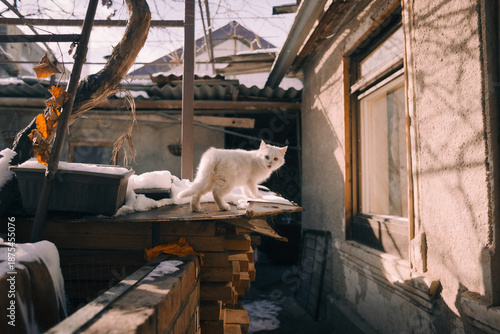 homeless cat in the yard