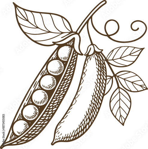 Vintage hand drawn pea pods with peas and leaves botanical illustration