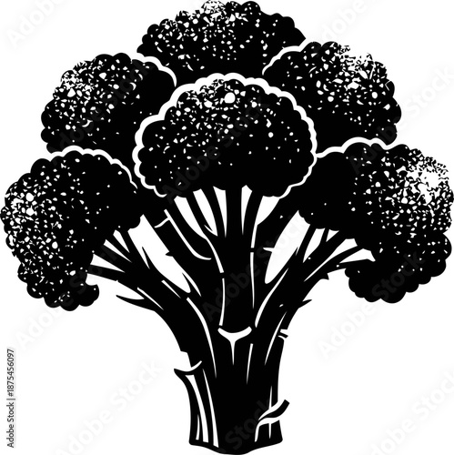 Broccoli vegetable illustration with detailed florets and thick stalk isolated on white background