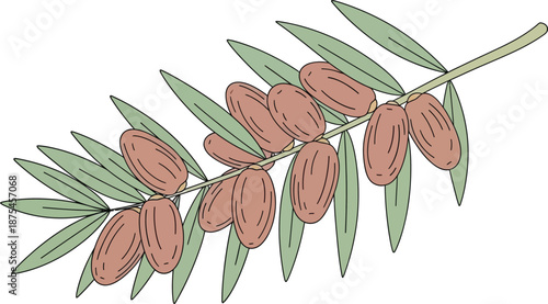 Illustration of an olive branch with green leaves and brown olives for botanical or culinary design