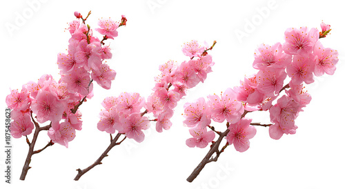Three branches of pink, blossoming flowers with dark stems on a black background