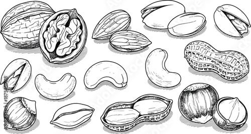 Hand drawn vector illustration of assorted nuts including walnut, almond, pistachio, cashew, peanut and hazelnut, isolated vintage sketch engraving style.