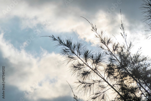 grass and sky