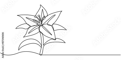 Continuous one line drawing of a lily flower, Editable black stroke on a white background. outline Vector illustration. 