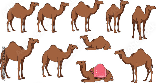 Set of Brown Dromedary Camel Illustrations in Various Poses Including Standing Sitting and Wearing a Pink Saddle Blank Background Vector Art