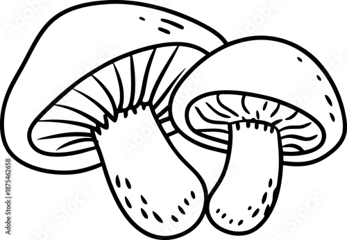 Two hand drawn mushrooms with detailed gills and textured stems illustration
