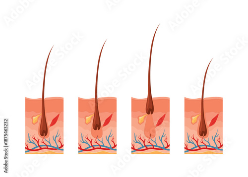 Hair growth cycle. Follicles phase. Anagen, Catagen and Telogen of hair bulbs phase. Human hair follicle anatomy. Cross section of layers of the skin