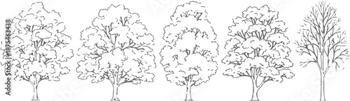 Set of 5 Hand-Drawn Outline Tree Illustrations Vector