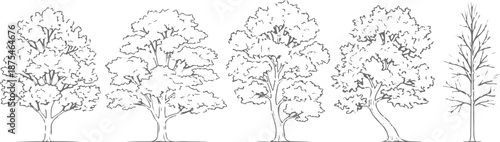 Set of 6 Hand Drawn Tree Outline Illustrations Vector