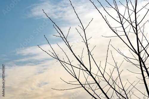 grass and sky