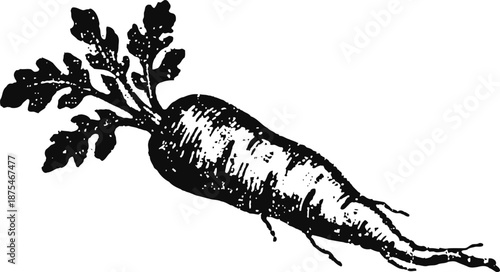 vintage hand drawn carrot illustration with leafy greens on white background