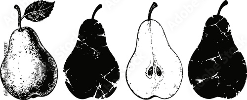 Detailed vintage pear illustrations showing whole and halved fruit with textured skin and seeds