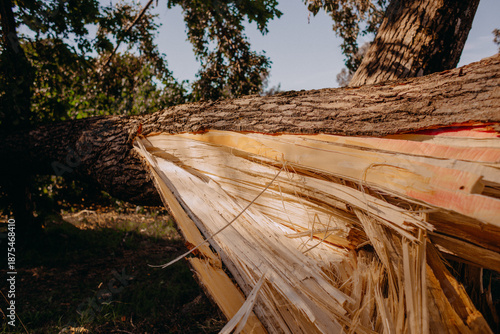 Fallen tree, broken tree