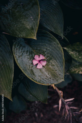 Fallen flower on the leaf, fallen flower