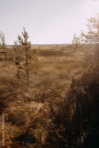 Tall grass in the field