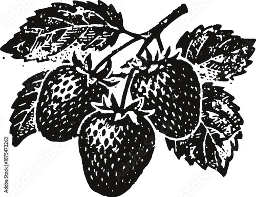 Strawberry cluster with leaves hand drawn vintage botanical sketch showing ripe berries hanging on a branch