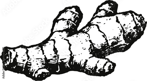black and white engraved illustration of fresh ginger root with detailed texture