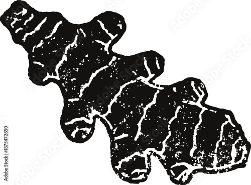 Ginger root natural herbal spice ingredient with rough textured surface