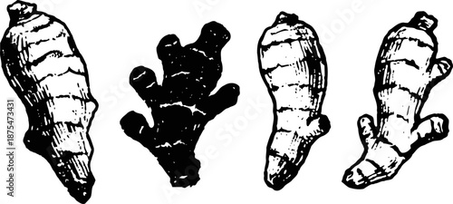 hand drawn ginger root illustrations in black and white showing different shapes and textures
