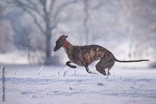 gestromter spanischer Windhund rennt durch Schnee
