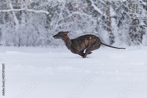 gestromter spanischer Windhund rennt durch Schnee