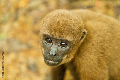 Portrait of a young Wooly monkey looking at camera in the Amazon rainforest of Peru.