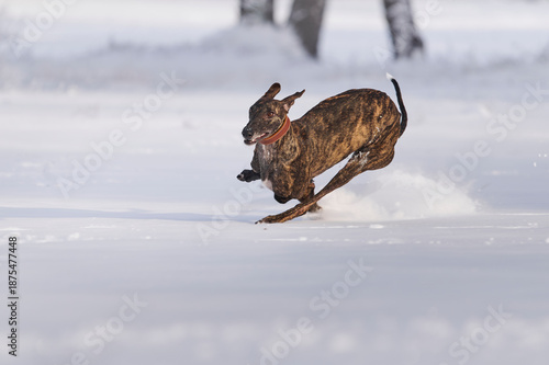 gestromter spanischer Windhund rennt durch Schnee