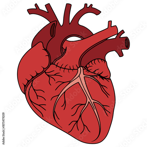 Realistic 3D Red Human Heart for Medical Health Concept