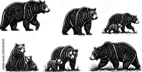 Bear family illustration collection isolated on white background wildlife nature animal engraving style mother bear with cubs forest scene