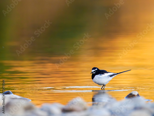 夕方の河原　セグロセキレイ①