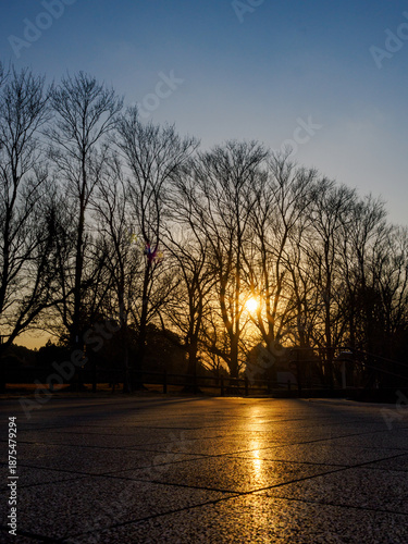 夕焼け 枯れ木②