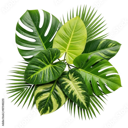 Tropical leaves cluster isolated on transparent background