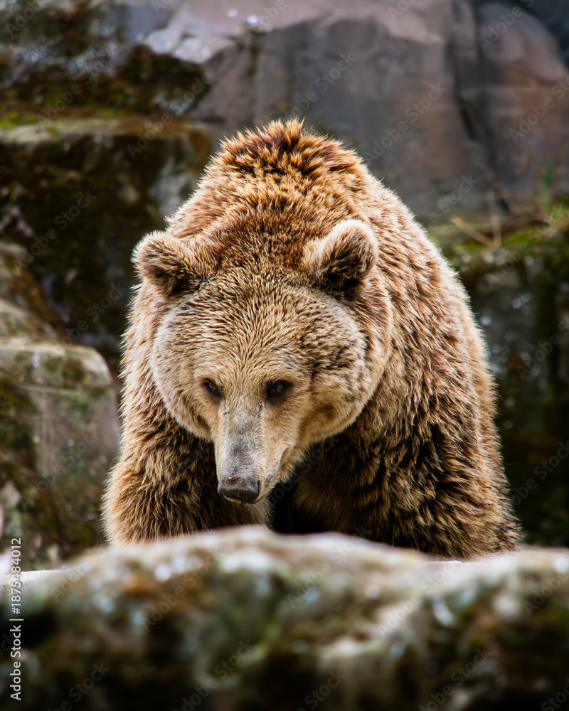 Obraz premium Front View of a Large Brown Bear (Ursus arctos) Walking Over Rocks