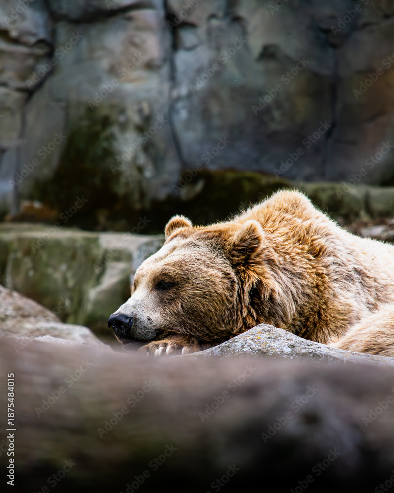 Fototapeta premium Brown Bear (Ursus arctos) Lying Down and Resting on a Rock
