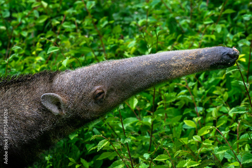 Close-up Profile of a Giant Anteater (Myrmecophaga tridactyla) with Long Snout Against Green Leaves