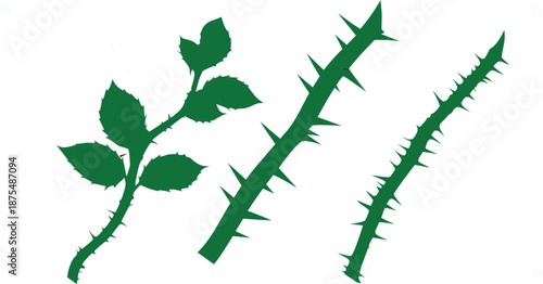 green leaves with thorns isolated on white background